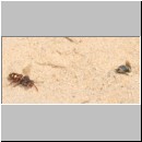 Andrena barbilabris - Sandbiene w08 11mm.jpg
